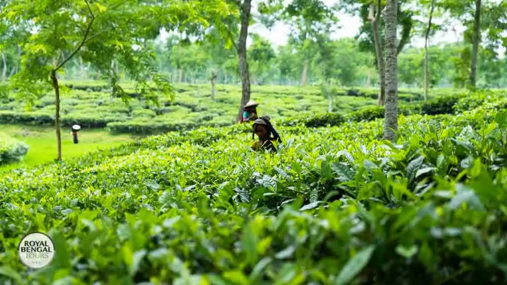 Visit Serene Plantations and Meet Tea Workers with Royal Bengal Tours