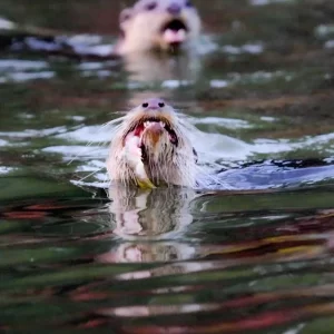 otter fishing activity in bangladesh