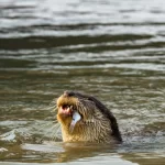 otter fishing tour in bangladesh
