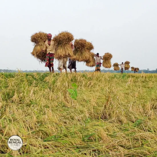 carrying harvested from field to home in Bangladesh