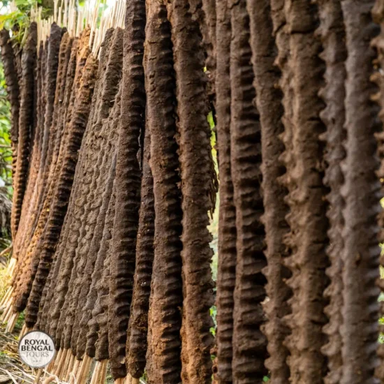 environment friendly cowdung drying to fuel the cooking oven in Bangladesh