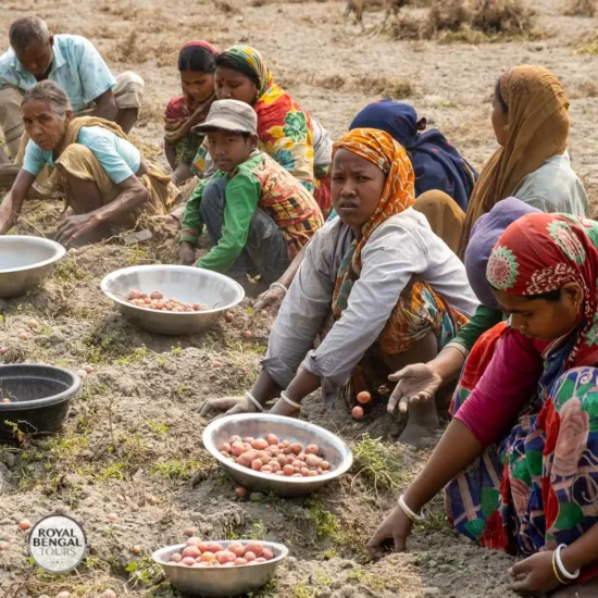 royal bengal tours potato harvest tangail