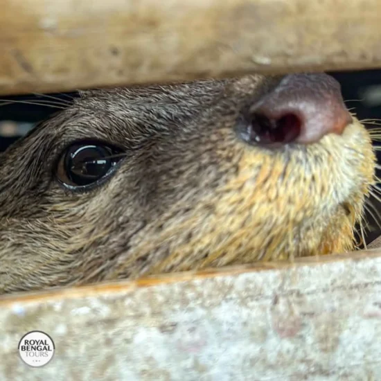 A close up of an otter peeking through a bamboo enclosure