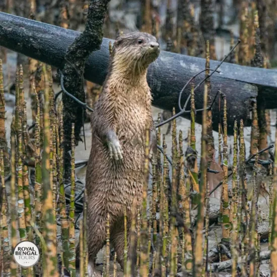 Otter exploring the Sundarbans mangrove ecosystem