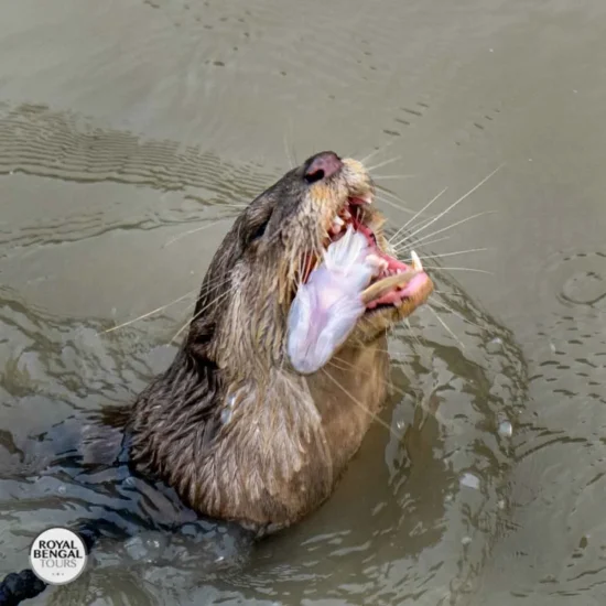 Otter proudly holding its catch during fishing