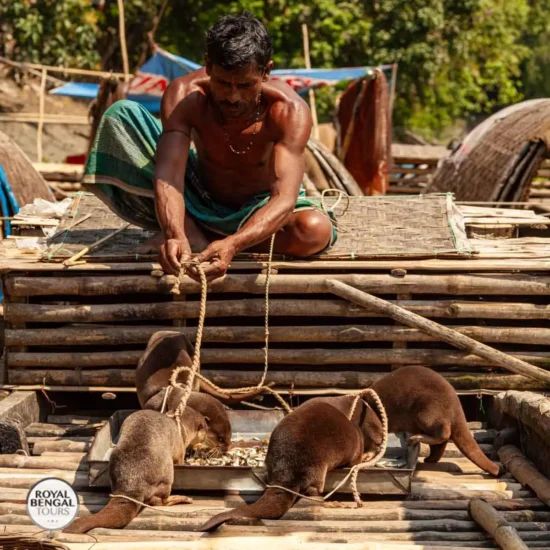 Traditional Otter Fishing on a Bamboo Raft in Rural Bangladesh