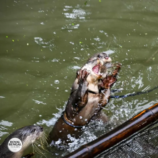 Trained otter catching fish during a live fishing session