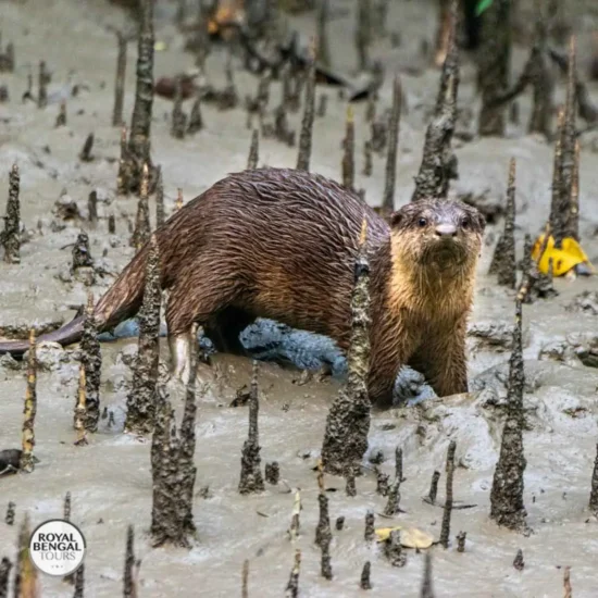 Wild otter exploring the muddy banks of the Sundarbans mangrove forest